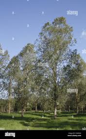 Attēlu rezultāti vaicājumam “Salix alba var. alba”