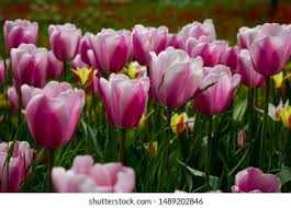 Attēlu rezultāti vaicājumam “Tulipa gesneriana”