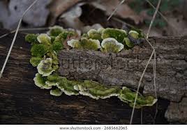 Attēlu rezultāti vaicājumam “Trametes gibbosa”
