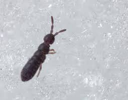 Attēlu rezultāti vaicājumam “Collembola”