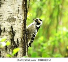 Attēlu rezultāti vaicājumam “Dendrocopos minor female”