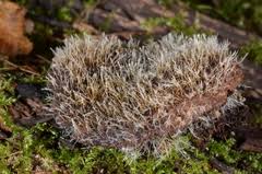 Attēlu rezultāti vaicājumam “Tilachlidium brachiatum”