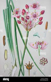 Attēlu rezultāti vaicājumam “Butomaceae”