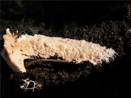 Attēlu rezultāti vaicājumam “Steccherinum fimbriatum”