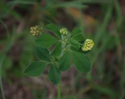 Attēlu rezultāti vaicājumam “Medicago lupulina leaf”