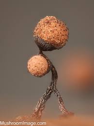 Attēlu rezultāti vaicājumam “Cribraria ferruginea”