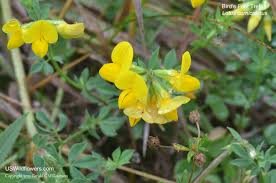 Attēlu rezultāti vaicājumam “Lotus corniculatus flower”