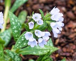 Image result for Pulmonaria officinalis
