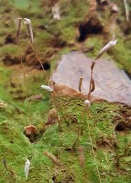 Attēlu rezultāti vaicājumam “Pogonatum dentatum macro”