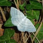 Attēlu rezultāti vaicājumam “Cabera pusaria male”