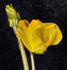 Attēlu rezultāti vaicājumam “Utricularia vulgaris flower”
