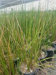 Attēlu rezultāti vaicājumam “Cribraria rubiginosa”