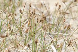 Attēlu rezultāti vaicājumam “Eleocharis quinqueflora flower”
