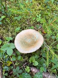 Attēlu rezultāti vaicājumam “Lactarius deterrimus”