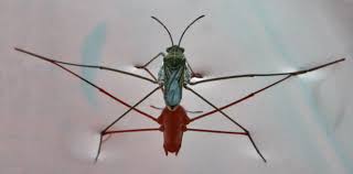 Attēlu rezultāti vaicājumam “Gerridae”