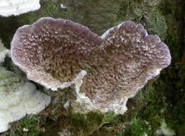 Attēlu rezultāti vaicājumam “Trichaptum abietinum”