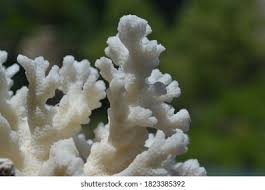 Attēlu rezultāti vaicājumam “Brefeldia maxima macro”