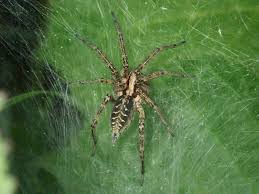 Attēlu rezultāti vaicājumam “Agelena labyrinthica”