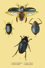 Attēlu rezultāti vaicājumam “Dytiscus dimidiatus”