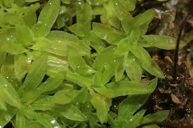 Attēlu rezultāti vaicājumam “Encalypta streptocarpa sporophyte”