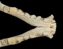 Attēlu rezultāti vaicājumam “Meles meles”