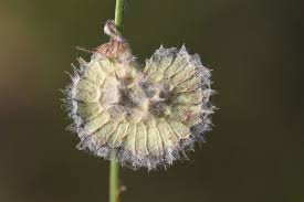 Attēlu rezultāti vaicājumam “Onobrychis arenaria fruit”