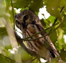 Attēlu rezultāti vaicājumam “Strigiformes”