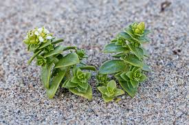Attēlu rezultāti vaicājumam “Honckenya peploides flower”