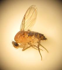 Attēlu rezultāti vaicājumam “Phoridae”