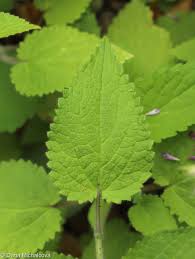 Attēlu rezultāti vaicājumam “Stachys sylvatica leaf”