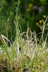 Attēlu rezultāti vaicājumam “Carex pulicaris”