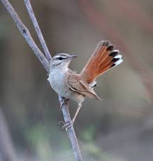 Image result for Cercotrichas galactotes