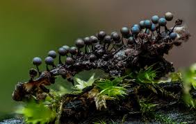 Attēlu rezultāti vaicājumam “Lamproderma violaceum”