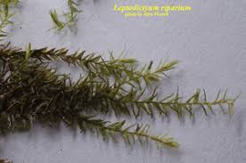 Attēlu rezultāti vaicājumam “Leptodictyum riparium”