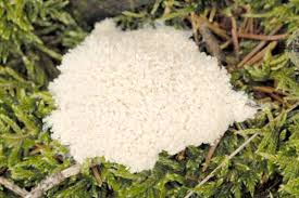 Attēlu rezultāti vaicājumam “Physaraceae”