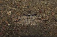 Attēlu rezultāti vaicājumam “Cleora cinctaria”