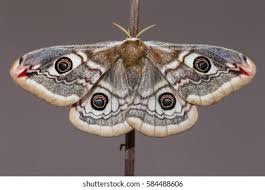 Attēlu rezultāti vaicājumam “Saturnia pavonia”