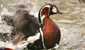 Image result for Branta ruficollis