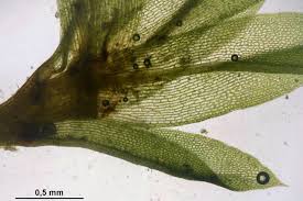 Attēlu rezultāti vaicājumam “Tortula truncata”