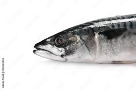 Image result for Scomber scombrus