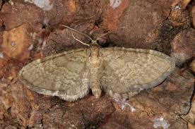 Attēlu rezultāti vaicājumam “Eupithecia tantillaria”