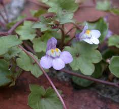 Attēlu rezultāti vaicājumam “Cymbalaria muralis”