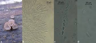 Attēlu rezultāti vaicājumam “Neobulgaria pura”