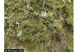 Attēlu rezultāti vaicājumam “Hypnum pallescens”