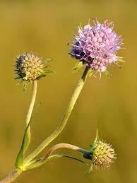 Attēlu rezultāti vaicājumam “Centaurea scabiosa bud”