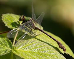 Attēlu rezultāti vaicājumam “Gomphidae”