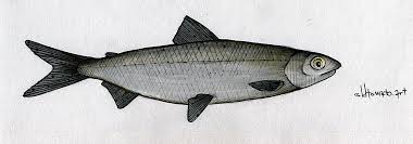 Image result for Coregonus lavaretus