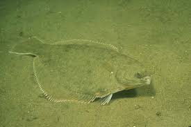 Image result for Pseudopleuronectes americanus