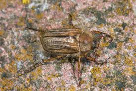 Attēlu rezultāti vaicājumam “Amphimallon solstitiale imago”