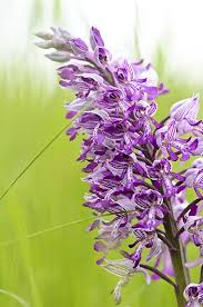 Attēlu rezultāti vaicājumam “Orchis militaris flower”